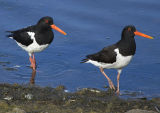 Oystercatchers 